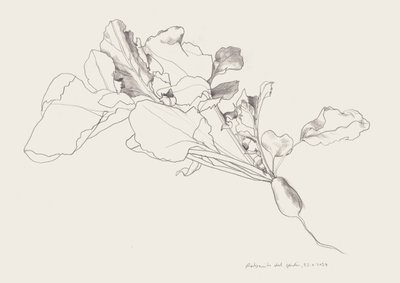 Dibujo botánico de un rábano de Catalina Somolinos