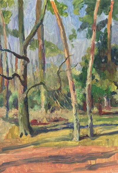 Sendero del bosque bañado por el sol de Catalina Somolinos