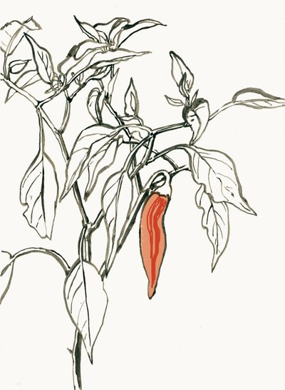 Dibujo de un chile de colores vivos de Catalina Somolinos