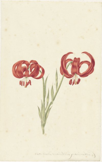 Lirio rojo de Catharina Lintheimer