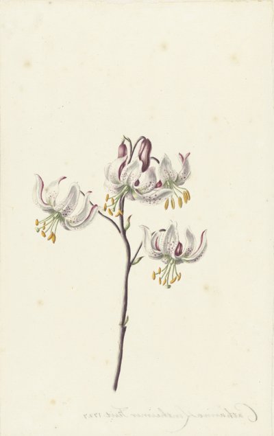 Ramita con cuatro lirios blancos de Catharina Lintheimer