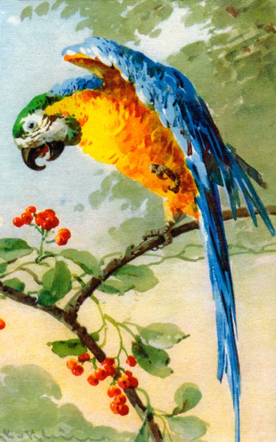 Loro Comiendo Bayas por Catherine Klein de Catherine Klein