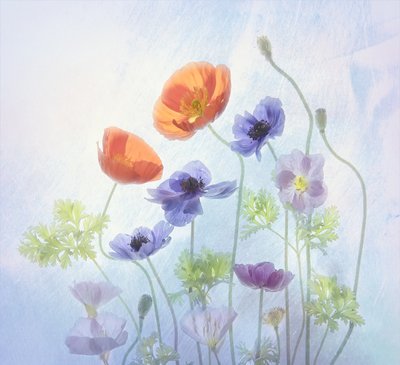 Flores etéreas y coloridas de Catherine Wang