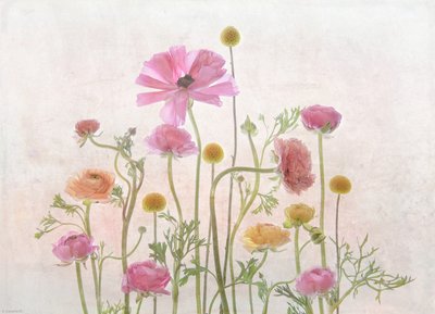 Ranúnculo rosa pálido de Catherine Wang