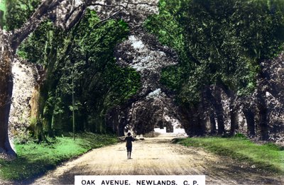 Avenida de robles, Newlands, Johannesburgo, Gauteng, Sudáfrica, c1920s de Cavenders Ltd