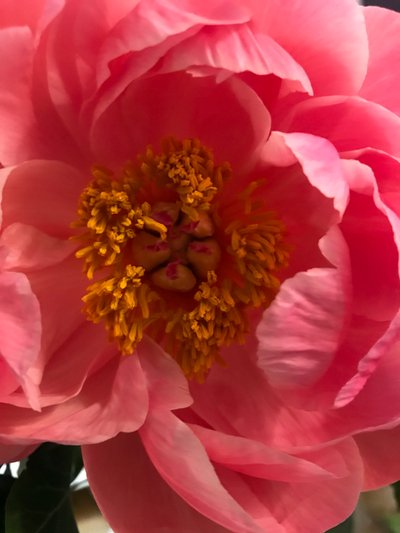 Composición - Flores, 2019 (foto) de Cécile Jamet
