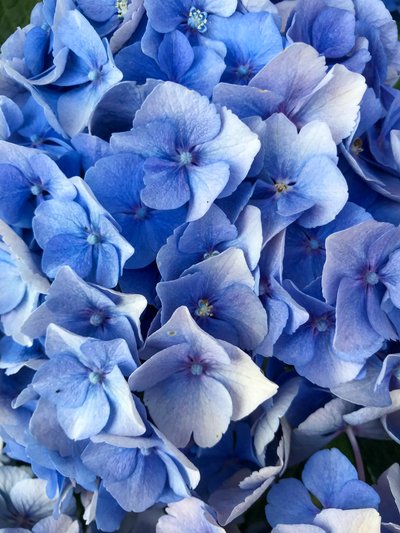 Composición - Flores, 2019 (foto) de Cécile Jamet