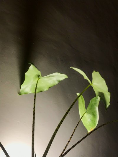 Composición - Planta, 2021 (foto) de Cécile Jamet