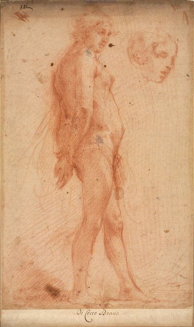 Estudio de un desnudo masculino de pie, con un estudio de cabeza en perfil de tres cuartos, c. 1640 de Cecco Bravo
