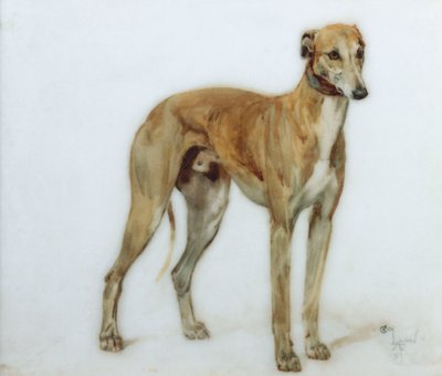 Un galgo leonado, 1897 de Cecil Charles Windsor Aldin
