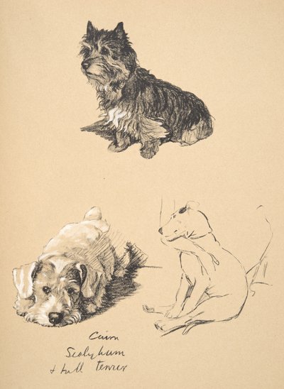 Cairn, Sealyham y Bull Terrier, 1930, Ilustraciones de su Sketch Book usado para Just Among Friends, Aldin, Cecil Charles Windsor (1870-1935), publicado posteriormente por Eyre and Spottiswoode Limited, 1934 de Cecil Charles Windsor Aldin