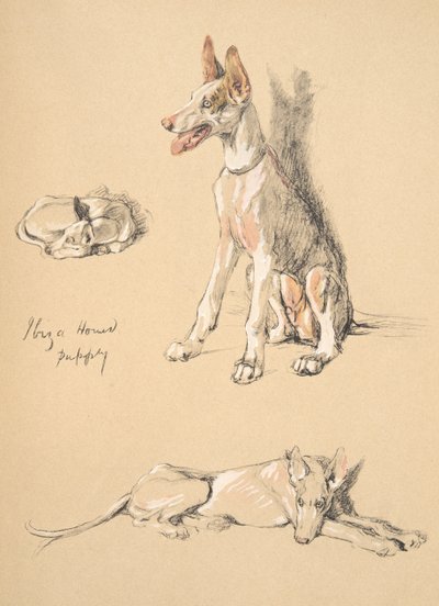 Cachorro de perro de Ibiza, 1930, Ilustraciones de su Sketch Book usado para Just Among Friends, Aldin, Cecil Charles Windsor (1870-1935), publicado posteriormente por Eyre and Spottiswoode Limited, 1934 de Cecil Charles Windsor Aldin