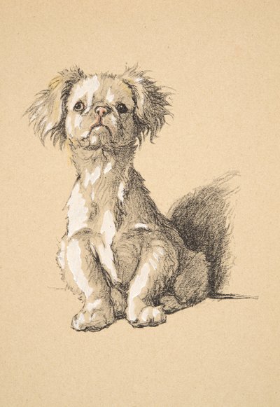Peke, 1930, Ilustraciones de su Sketch Book usado para Just Among Friends, Aldin, Cecil Charles Windsor (1870-1935), publicado posteriormente por Eyre and Spottiswoode Limited, 1934 de Cecil Charles Windsor Aldin