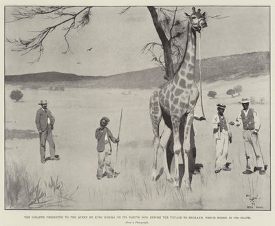 La jirafa presentada a la Reina por el Rey Khama en su tierra natal antes del viaje a Inglaterra, que terminó en su muerte de Cecil Charles Windsor Aldin