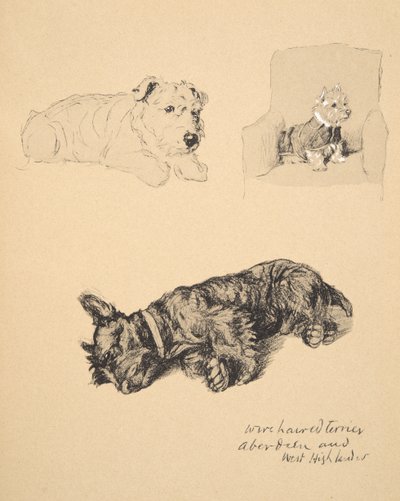 Terrier de pelo duro, Aberdeen y West Highlander, 1930, Ilustraciones de su Sketch Book usado para Just Among Friends, Aldin, Cecil Charles Windsor (1870-1935), publicado posteriormente por Eyre and Spottiswoode Limited, 1934 de Cecil Charles Windsor Aldin