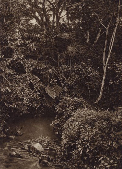 Mexico: Bosque cerca de Mirador, Panorama de floresta virgen (b/w photo) de Cecile Seler Sachs