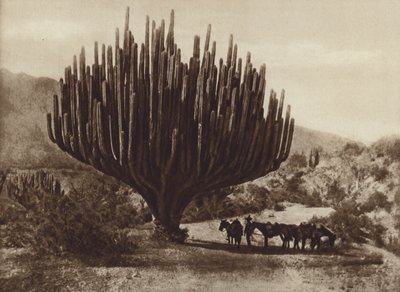 Mexico: Cactus en forma de candelero, Oaxaca (b/w photo) de Cecile Seler Sachs