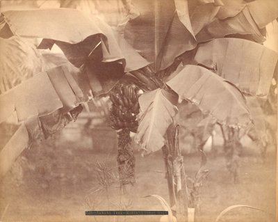 Árbol de plátano, Horticultural Hall, Exposición del Centenario, Filadelfia de Centennial Photographic Co.