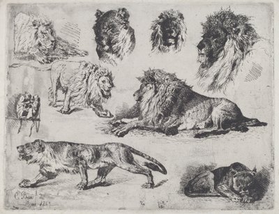 Estudio de leones de Cesare Biseo