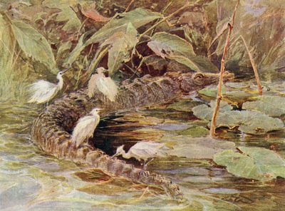 Cocodrilo y garzas asistentes (litografia en color) de Charles (after) Whymper