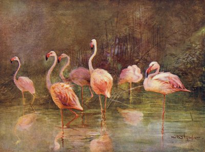 Flamencos (lito de color) de Charles (after) Whymper