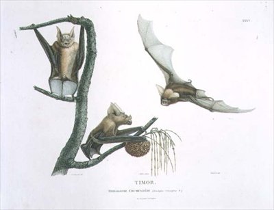 Rhinolophus Crumeniferus, un murciélago de herradura, de Timor, lámina 35 de 