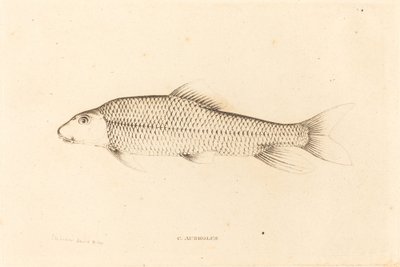 C. Aureolus de Charles Alexandre Lesueur