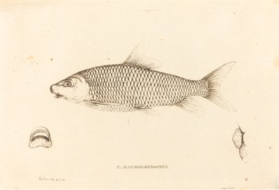 C. Macrolepidotus de Charles Alexandre Lesueur