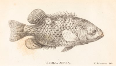 Cichla, Aenea de Charles Alexandre Lesueur