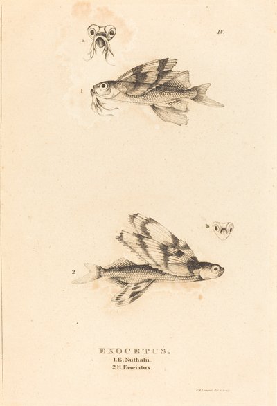 Exocetus de Charles Alexandre Lesueur