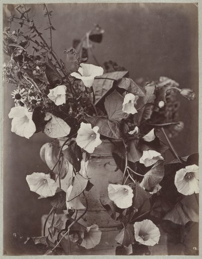 Estudio de flores con maceta de colonia de Charles Aubry (manner of)
