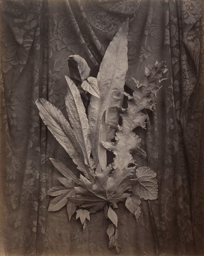 [Un arreglo de hojas de tabaco y hierba] de Charles Aubry
