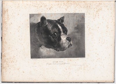 Buldog de Charles Aubry