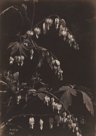 Naturaleza muerta floral Corazones sangrantes, c. 1865 de Charles Aubry