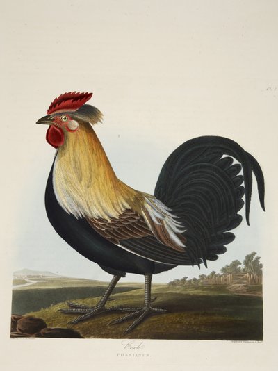 Gallo, Phasianus, de 