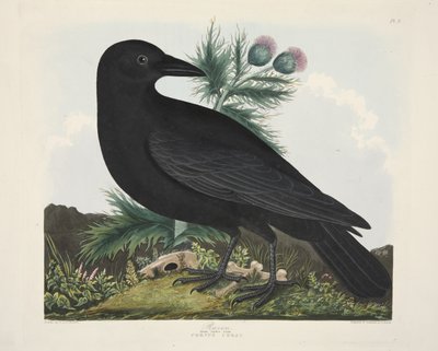 Cuervo, Corvus Corax, de 