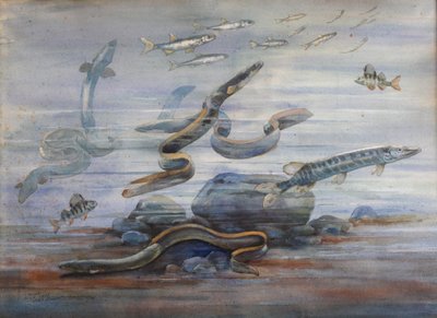 Pez de mar, c.1907 (acuarela) de Charles Bernier