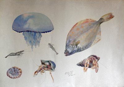 Acuarela con medusas, c.1901 (acuarela) de Charles Bernier