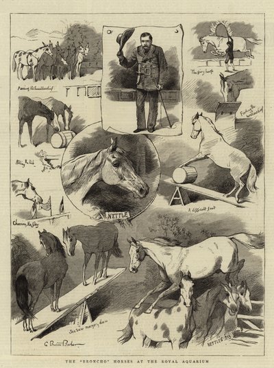 Los caballos Broncho en el Royal Aquarium de Charles Burton