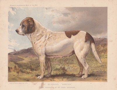 San Bernardo "Abadesa". de Charles Burton Barber