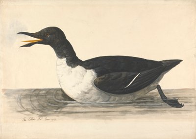 A Guillemot, junio de 1742 de Charles Collins