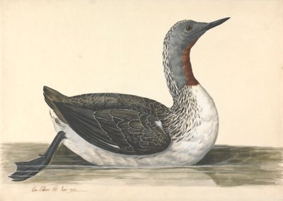 Un buzo de garganta roja, junio de 1742 de Charles Collins