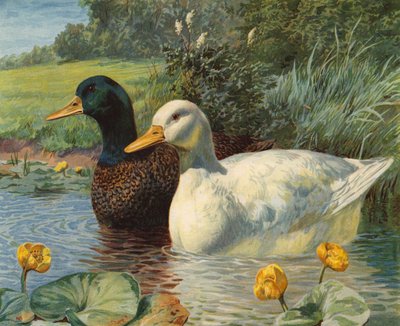 Patos de Charles Collins