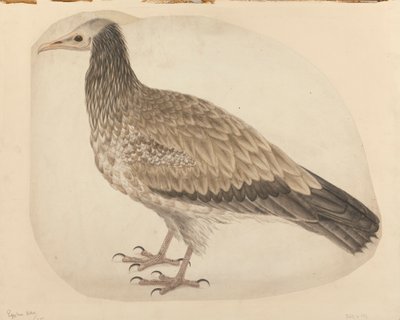 Alimoche de Charles Collins