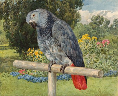 Loro gris de Charles Collins