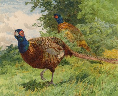 Faisanes de Charles Collins
