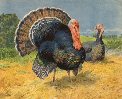 Pavos de Charles Collins