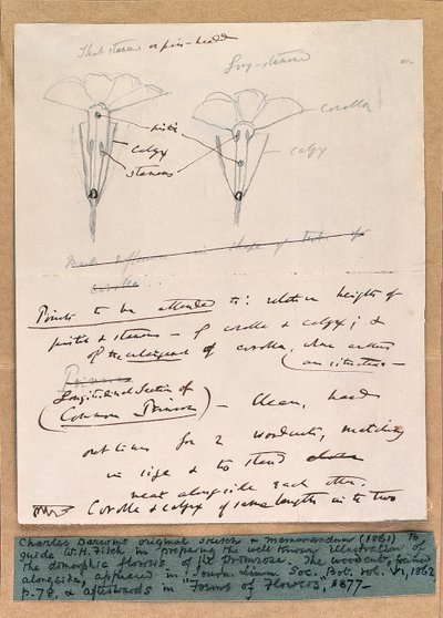 Boceto autógrafo de las flores dimórficas de la prímula, 1861 de Charles Darwin