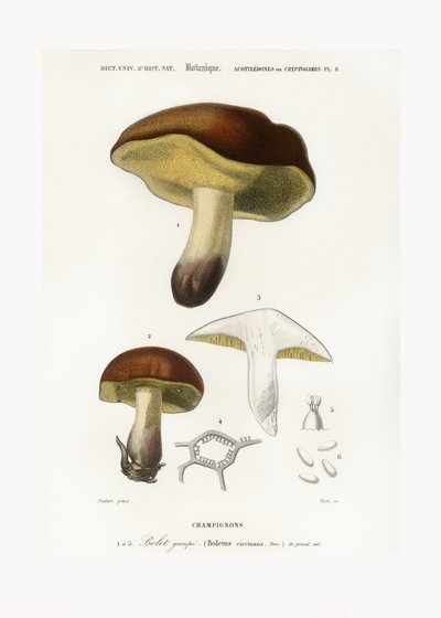 Seta (Boletus circinans) de Charles Dessalines D