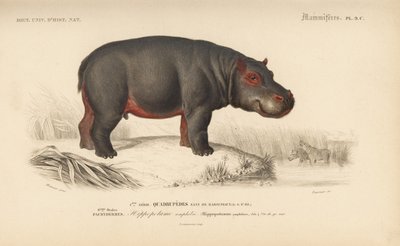 Hipopótamo, del "Dictionnaire Universel d